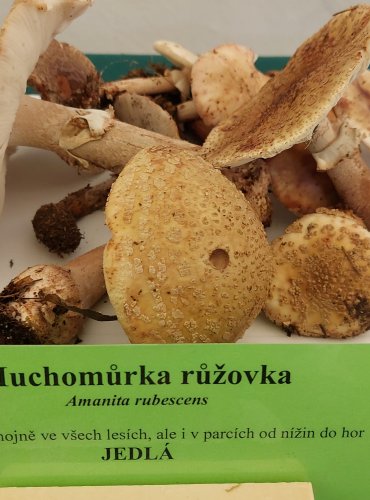 MUCHOMŮRKA RŮŽOVKA (Amanita rubescens) FOTO: Marta Knauerová, 22.9.2023