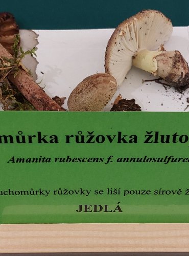 MUCHOMŮRKA RŮŽOVKA ŽLUTOPRSTENNÁ (Amanita rubescens f. annulosulfurea) FOTO: Marta Knauerová, 22.9.2023