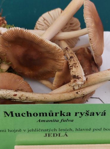 MUCHOMŮRKA RYŠAVÁ (Amanita fulva) FOTO: Marta Knauerová, 22.9.2023