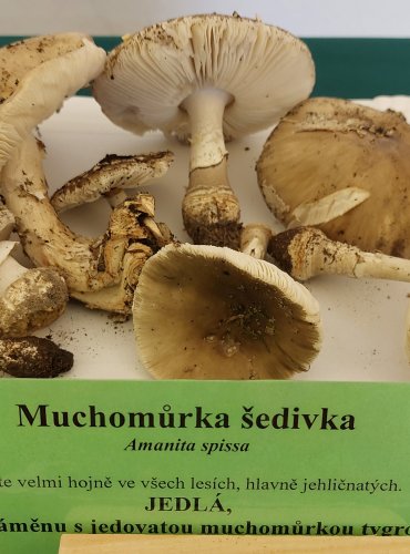 MUCHOMŮRKA ŠEDIVKA (Amanita spissa) FOTO: Marta Knauerová, 22.9.2023