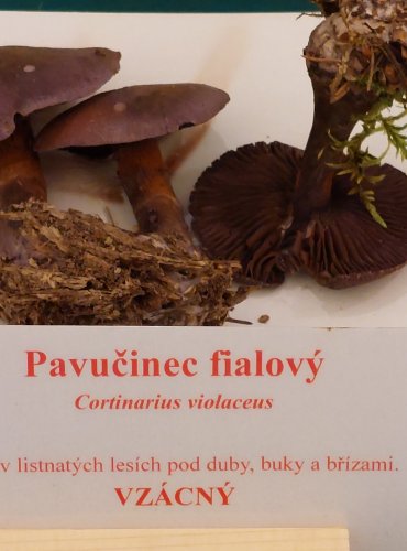 PAVUČINEC FIALOVÝ (Cortinarius violaceus) FOTO: Marta Knauerová, 22.9.2023

