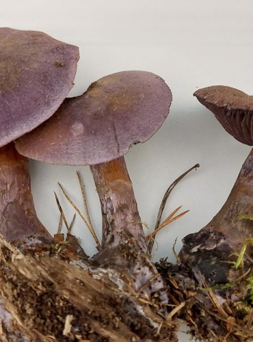 PAVUČINEC FIALOVÝ (Cortinarius violaceus) FOTO: Marta Knauerová, 22.9.2023