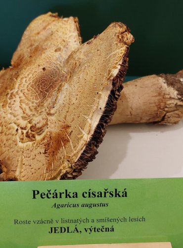 PEČÁRKA CÍSAŘSKÁ (Agaricus augustus) FOTO: Marta Knauerová, 22.9.2023