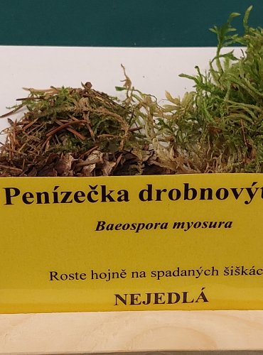 PENÍZEČKA DROBNOVÝTRUSÁ (Baeospora myosura) FOTO: Marta Knauerová, 22.9.2023

