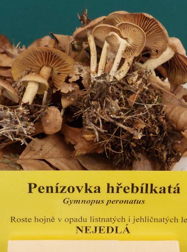 PENÍZOVKA HŘEBÍLKATÁ (Gymnopus peronatus) FOTO: Marta Knauerová, 22.9.2023