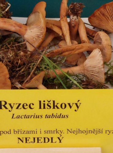 RYZEC LIŠKOVÝ (Lactarius tabidus) FOTO: Marta Knauerová, 22.9.2023