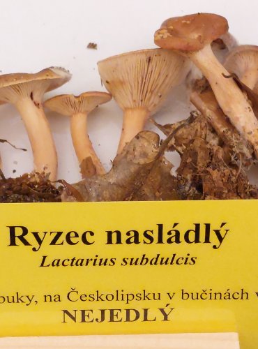 RYZEC NASLÁDLÝ (Lactarius subdulcis) FOTO: Marta Knauerová, 22.9.2023