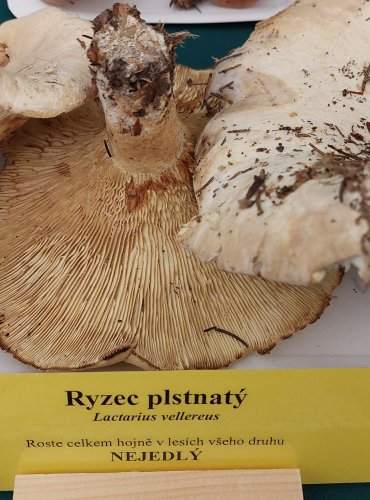 RYZEC PLSTNATÝ (Lactarius vellereus) FOTO: Marta Knauerová, 22.9.2023