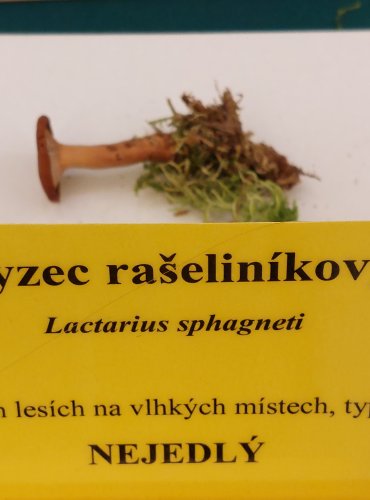 RYZEC RAŠELINÍKOVÝ (Lactarius sphagneti) FOTO: Marta Knauerová, 22.9.2023