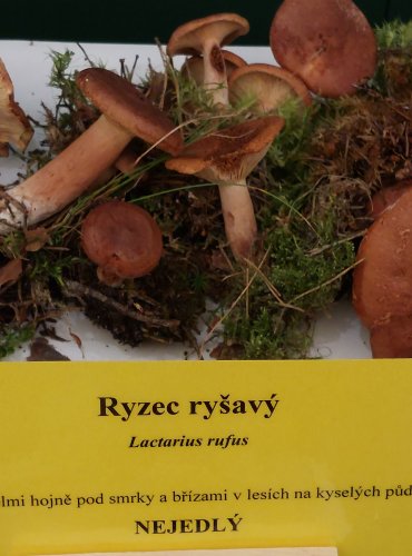 RYZEC RYŠAVÝ (Lactarius rufus) FOTO: Marta Knauerová, 22.9.2023