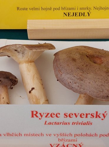 RYZEC SEVERSKÝ (Lactarius trivialis) FOTO: Marta Knauerová, 22.9.2023