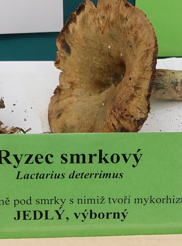 RYZEC SMRKOVÝ (Lactarius deterrimus) FOTO: Marta Knauerová, 22.9.2023