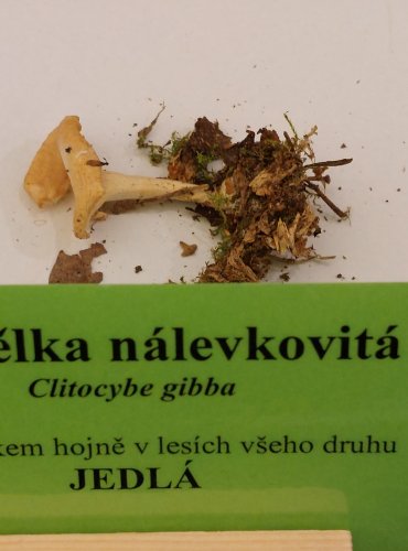 STRMĚLKA NÁLEVKOVITÁ (Clitocybe gibba) FOTO: Marta Knauerová, 22.9.2023