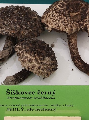 ŠIŠKOVEC ČERNÝ (Strobilomyces strobilaceus) FOTO: Marta Knauerová, 22.9.2023