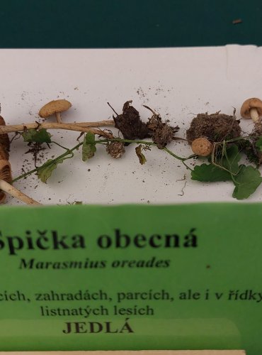 ŠPIČKA OBECNÁ (Marasmius oreades) FOTO: Marta Knauerová, 22.9.2023