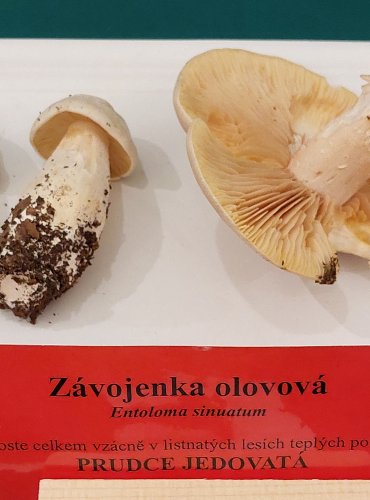 ZÁVOJENKA OLOVOVÁ (Entoloma sinuatum) FOTO: Marta Knauerová, 22.9.2023