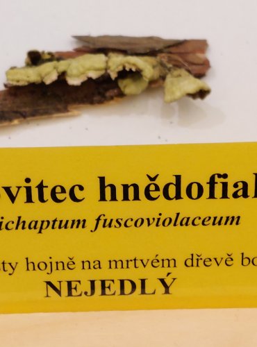 BRÁNOVITEC HNĚDOFIALOVÝ (Trichaptum fuscoviolaceum) FOTO: Marta Knauerová, 22.9.2023