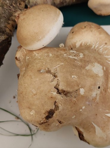 BŘEZOVNÍK OBECNÝ (Piptoporus betulinus) FOTO: Marta Knauerová, 22.9.2023