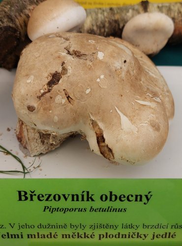 BŘEZOVNÍK OBECNÝ (Piptoporus betulinus) FOTO: Marta Knauerová, 22.9.2023