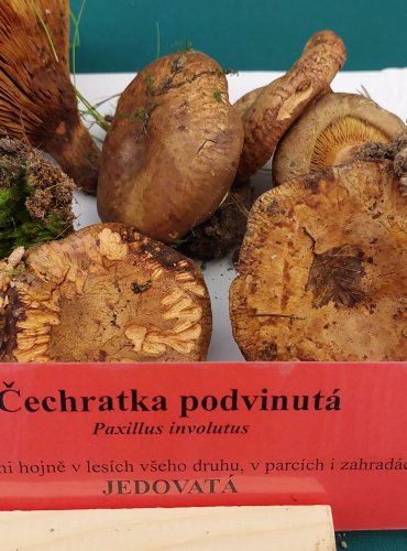 ČECHRATKA PODVINUTÁ (Paxillus involutus) FOTO: Marta Knauerová, 22.9.2023