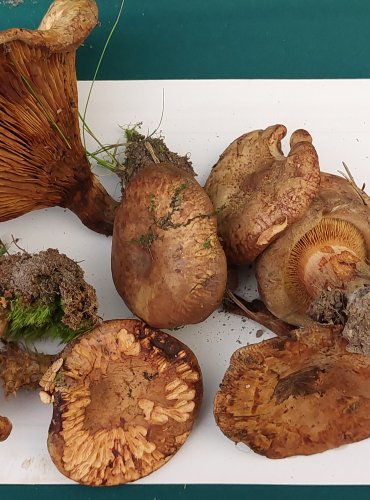 ČECHRATKA PODVINUTÁ (Paxillus involutus) FOTO: Marta Knauerová, 22.9.2023