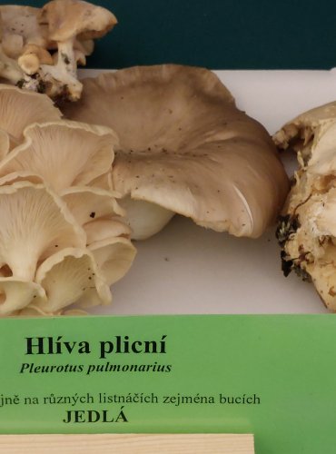 HLÍVA PLICNÍ (Pleurotus pulmonarius) FOTO: Marta Knauerová, 22.9.2023