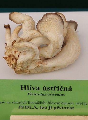 HLÍVA ÚSTŘIČNÁ (Pleurotus ostreatus) FOTO: Marta Knauerová, 22.9.2023