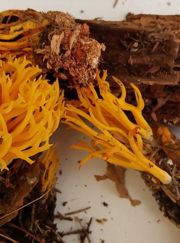 KRÁSNORŮŽEK LEPKAVÝ (Calocera viscosa) FOTO: Marta Knauerová, 22.9.2023