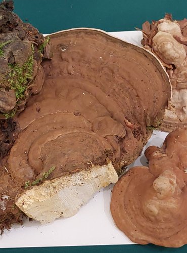 LESKLOKORKA PLOSKÁ (Ganoderma applanatum) FOTO: Marta Knauerová, 22.9.2023