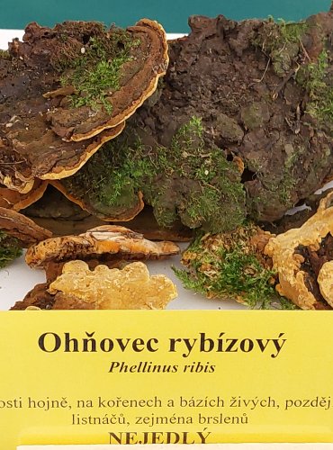 OHŇOVEC RYBÍZOVÝ (Phylloporia ribis) FOTO: Marta Knauerová, 22.9.2023