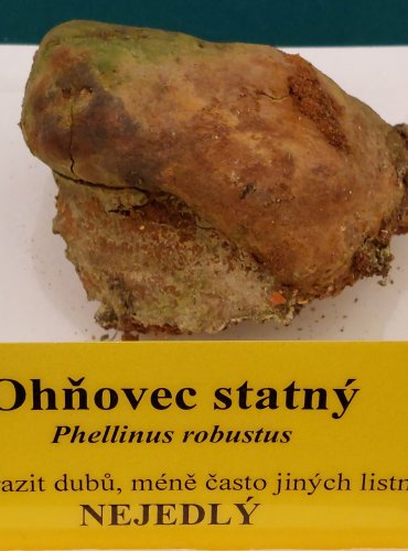 OHŇOVEC STATNÝ (Phellinus robustus) FOTO: Marta Knauerová, 22.9.2023