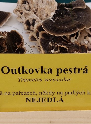 OUTKOVKA PESTRÁ (Trametes versicolor) FOTO: Marta Knauerová, 22.9.2023