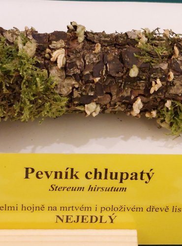 PEVNÍK CHLUPATÝ (Stereum hirsutum) FOTO: Marta Knauerová, 22.9.2023