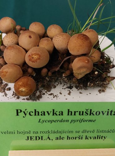 PÝCHAVKA HRUŠKOVITÁ (Lycoperdon pyriforme) FOTO: Marta Knauerová, 22.9.2023