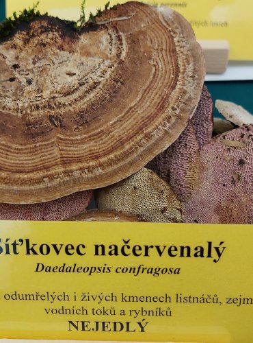 SÍŤKOVEC NAČERVENALÝ (Daedaleopsis confragosa) FOTO: Marta Knauerová, 22.9.2023