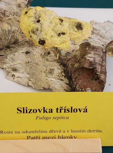 SLIZOVKA TŘÍSLOVÁ (Fuligo septica), hlenka, FOTO: Marta Knauerová, 22.9.2023