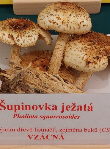 ŠUPINOVKA JEŽATÁ (Pholiota squarrosoides) zapsána v Červeném seznamu hub (makromycetů) České republiky v kategorii EN – ohrožený druh, FOTO: Marta Knauerová, 22.9.2023

