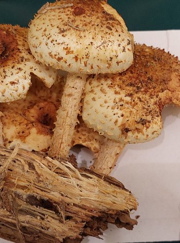 ŠUPINOVKA JEŽATÁ (Pholiota squarrosoides) zapsána v Červeném seznamu hub (makromycetů) České republiky v kategorii EN – ohrožený druh, FOTO: Marta Knauerová, 22.9.2023

