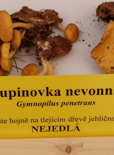 ŠUPINOVKA NEVONNÁ (Gymnopilus penetrans) FOTO: Marta Knauerová, 22.9.2023