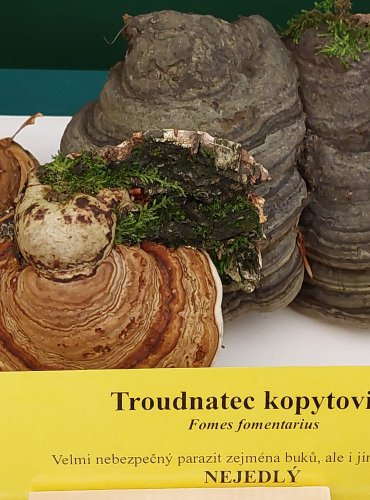 TROUDNATEC KOPYTOVITÝ (Fomes fomentarius) FOTO: Marta Knauerová, 22.9.2023