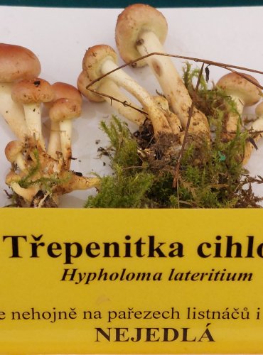 TŘEPENITKA CIHLOVÁ (Hypholoma lateritium) FOTO: Marta Knauerová, 22.9.2023