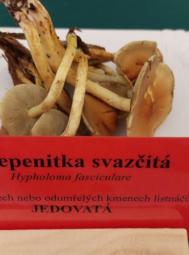 TŘEPENITKA SVAZČITÁ (Hypholoma fasciculare) FOTO: Marta Knauerová, 22.9.2023