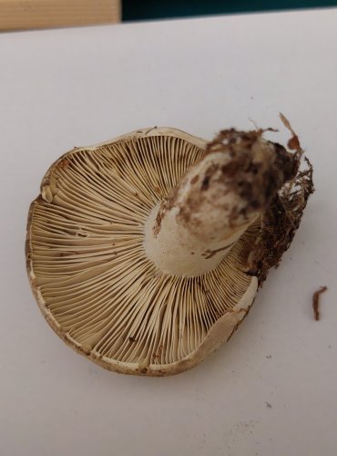 HOLUBINKA ČERNAJÍCÍ (Russula nigricans) FOTO: Marta Knauerová, 22.9.2023