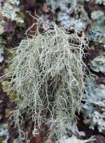 LIŠEJNÍK z čeledi terčovkovité (Parmeliaceae), blíže neurčený, FOTO: Marta Knauerová, 2/2024