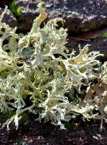 LIŠEJNÍK z čeledi terčovkovité (Parmeliaceae), blíže neurčený, FOTO: Marta Knauerová, 2/2024