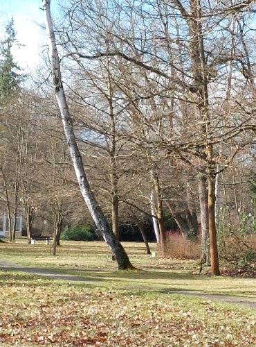 FRANTIŠKOLÁZEŇKÉ LESOPARKY, FOTO: Marta Knauerová, 2/2024