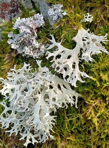 LIŠEJNÍK z čeledi terčovkovité (Parmeliaceae), blíže neurčený, FOTO: Marta Knauerová, 2/2024