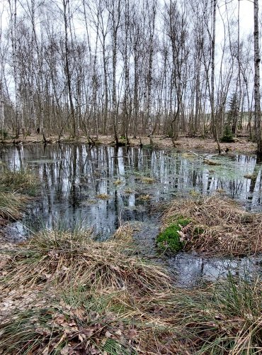 LESNÍ TŮNĚ A MOKŘADY,  FOTO: Marta Knauerová, 2/2024