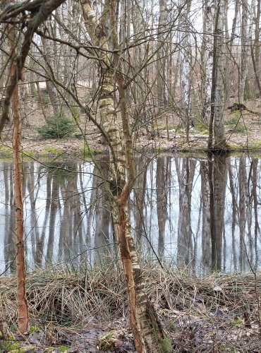 LESNÍ TŮNĚ A MOKŘADY,  FOTO: Marta Knauerová, 2/2024