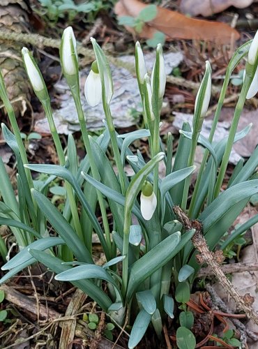 SNĚŽENKA PODSNĚŽNÍK (Galanthus nivalis) Foto: Marta Knauerová, 2/2024